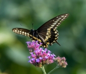 2021 09 26 LongFellowGardens 026